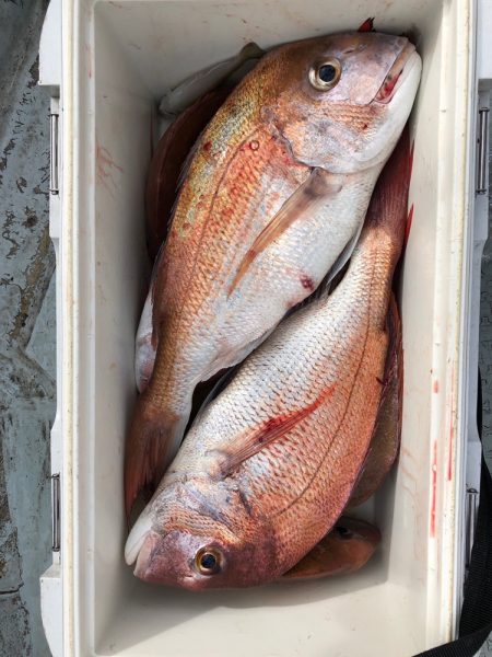 フィッシング キッタカ 釣果