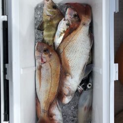 フィッシング キッタカ 釣果