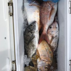 フィッシング キッタカ 釣果