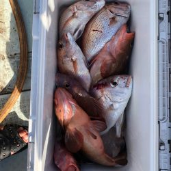 フィッシング キッタカ 釣果