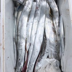 フィッシング キッタカ 釣果