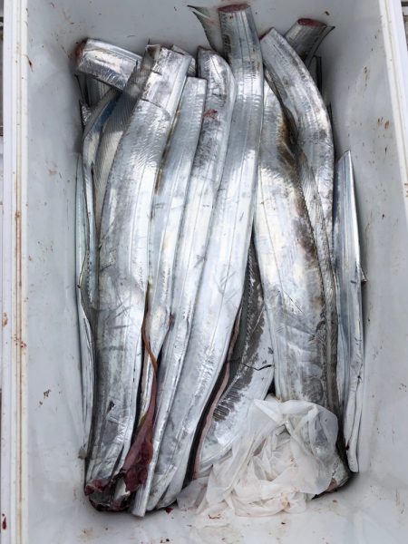 フィッシング キッタカ 釣果