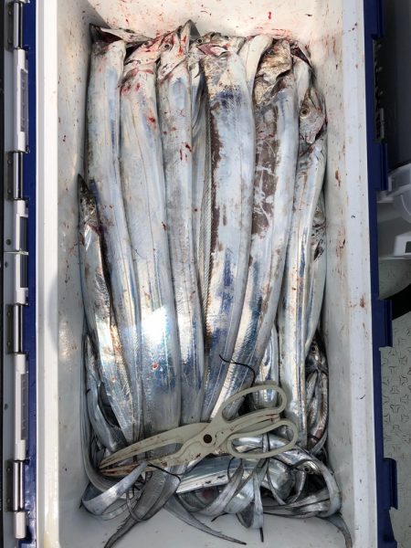 フィッシング　キッタカ 釣果