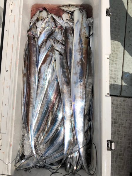 フィッシング キッタカ 釣果