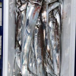 フィッシング キッタカ 釣果