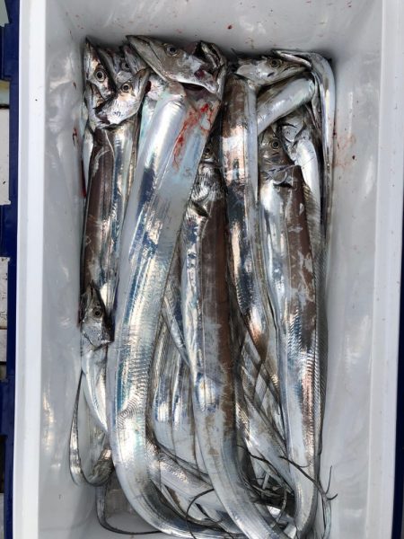 フィッシング キッタカ 釣果