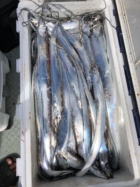 フィッシング キッタカ 釣果