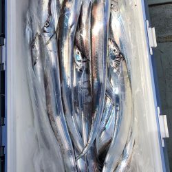 フィッシング キッタカ 釣果