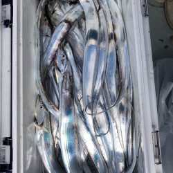 フィッシング キッタカ 釣果