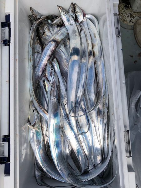 フィッシング キッタカ 釣果