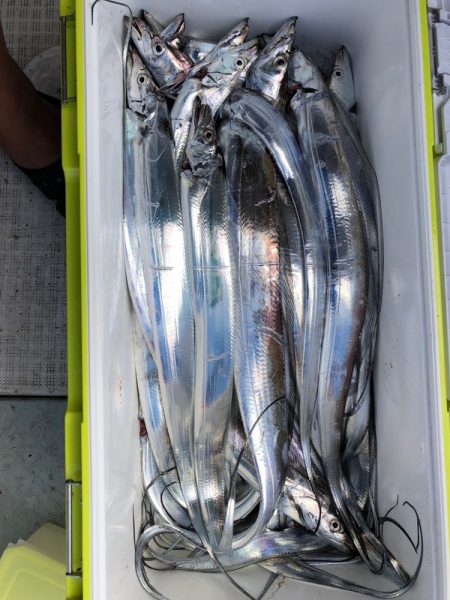 フィッシング キッタカ 釣果