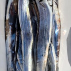 フィッシング キッタカ 釣果