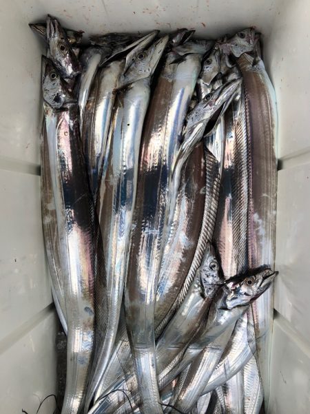 フィッシング キッタカ 釣果