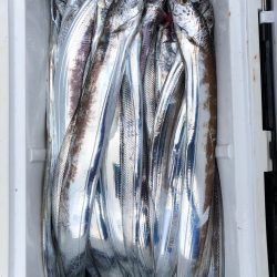 フィッシング キッタカ 釣果