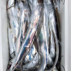 フィッシング キッタカ 釣果