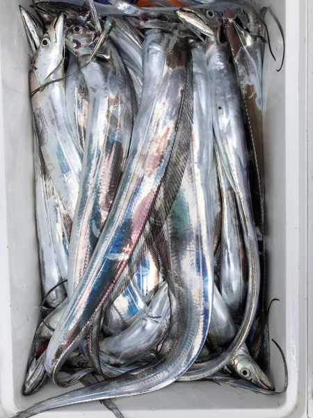 フィッシング キッタカ 釣果