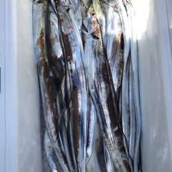 フィッシング キッタカ 釣果