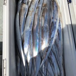 フィッシング キッタカ 釣果