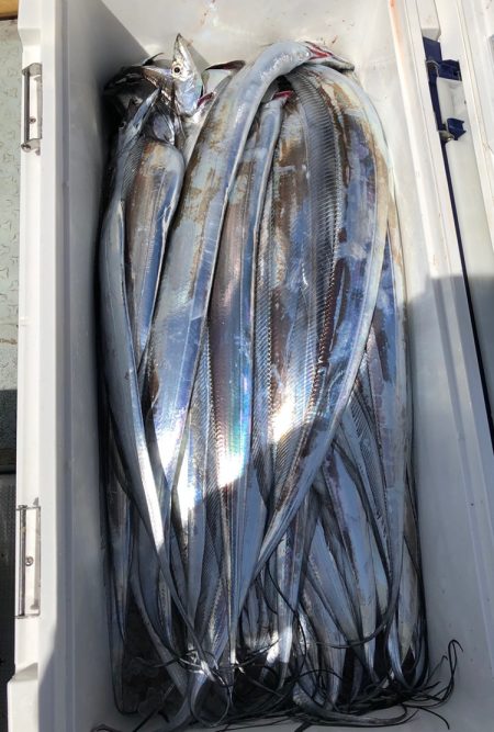 フィッシング キッタカ 釣果