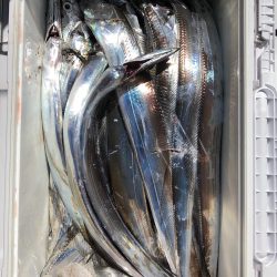 フィッシング キッタカ 釣果