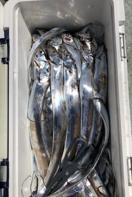 フィッシング キッタカ 釣果