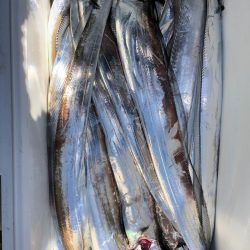 フィッシング キッタカ 釣果