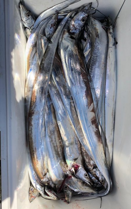 フィッシング キッタカ 釣果