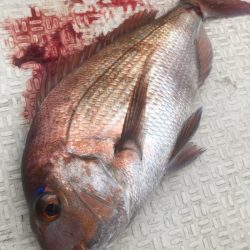 龍神丸(鹿児島) 釣果