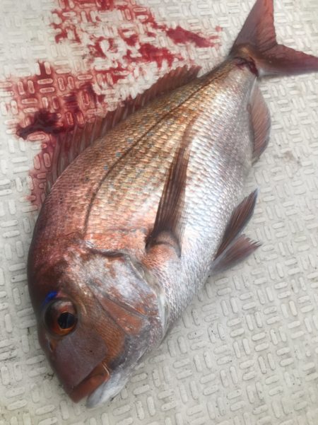 龍神丸(鹿児島) 釣果