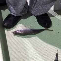 海龍丸（石川） 釣果