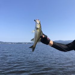 アマテラス 釣果