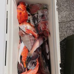 エンペラー 釣果