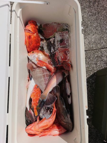 エンペラー 釣果