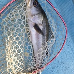 アマテラス 釣果