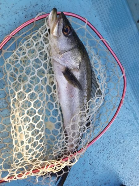 アマテラス 釣果