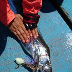 シースナイパー海龍 釣果