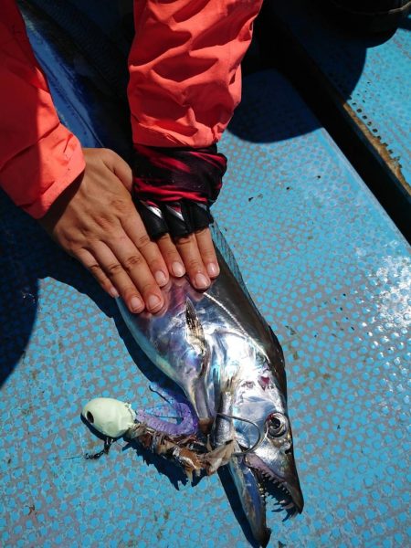 シースナイパー海龍 釣果