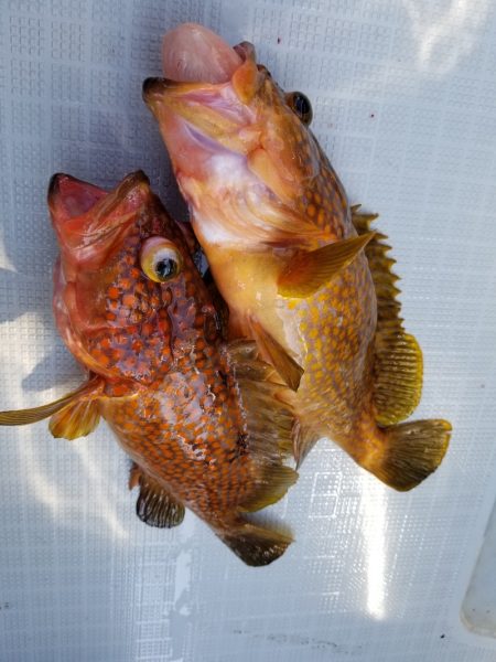 アマテラス 釣果