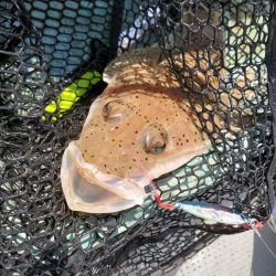 サンマリン 釣果