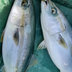 サンマリン 釣果