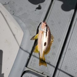 サンマリン 釣果