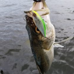 アマテラス 釣果