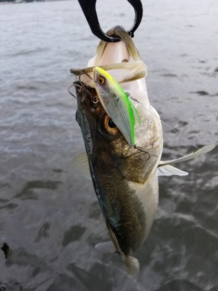 アマテラス 釣果