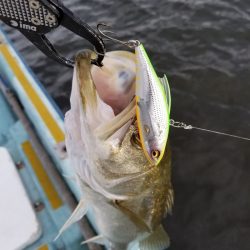 アマテラス 釣果