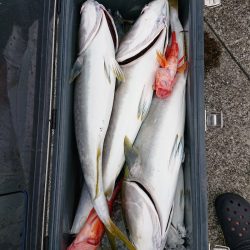 エンペラー 釣果