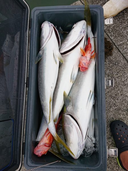 エンペラー 釣果