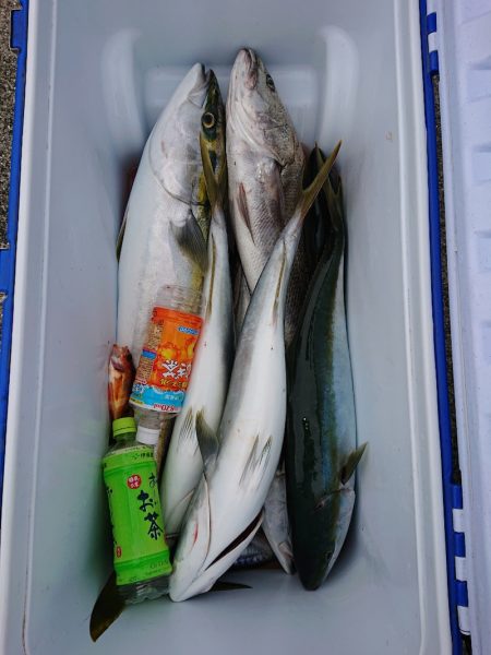 エンペラー 釣果