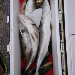 エンペラー 釣果