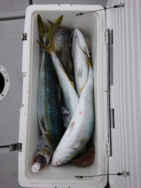 エンペラー 釣果