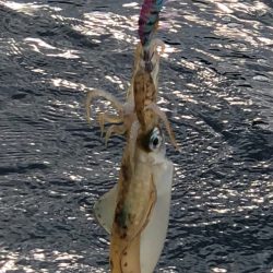 あみや渡船 JIGBOY 釣果